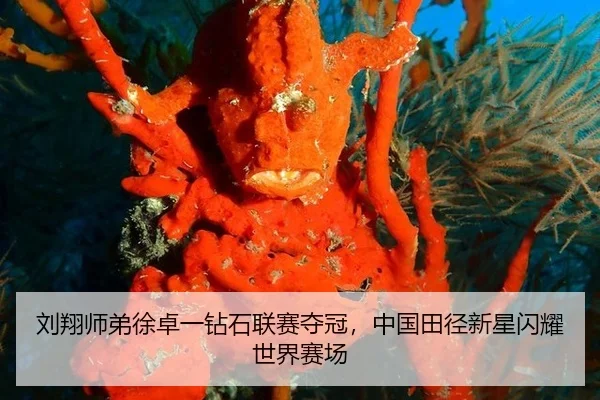liu-xiang-shi-di-xu-zhuo-yi-zuan-shi-lian-sai-duo-guan-zhong-guo-tian-jing-xin-xing-shan-yao-shi-jie-sai-chang-2-682.jpg